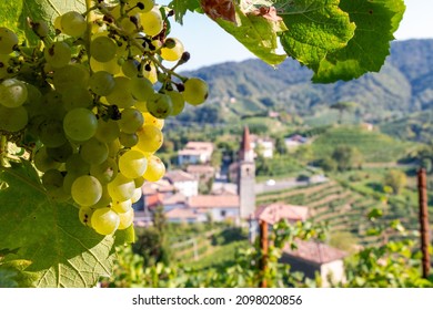 Grapes In Vineyard In Summer On The Prosecco Hills.