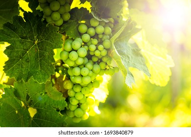 Grapes In Vineyard In Wachau Valley, Lower Austria. Europe.