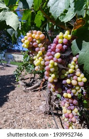 Grapes In Vineyard In Washington State