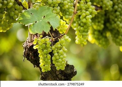 Grapes (Vitis Vinifera)