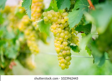 Grapes For White Wine Chardonnay