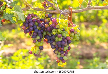 Grapes Of Wine Hang On The Vine With Plastic Dispensers (pheromones) Environmentally Friendly, Biotechnical Pest Control Method Against The Plant Pest Grape Moth, Rheinhessen, Rhineland Palatinate