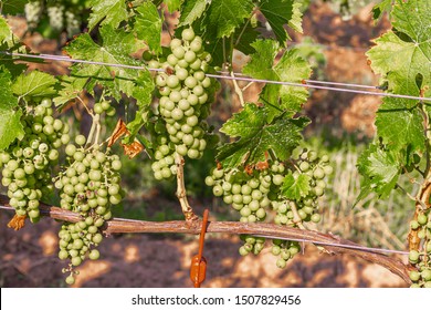 Grapes Of Wine Hang On The Vine With Plastic Dispensers (pheromones) Environmentally Friendly, Biotechnical Pest Control Method Against The Plant Pest Grape Moth, Rheinhessen, Rhineland Palatinate