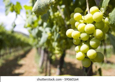 Grapes In A Wine Yard