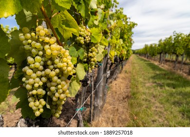 Grapes yellow muscat in Tokaj region, Unesco site, Hungary
