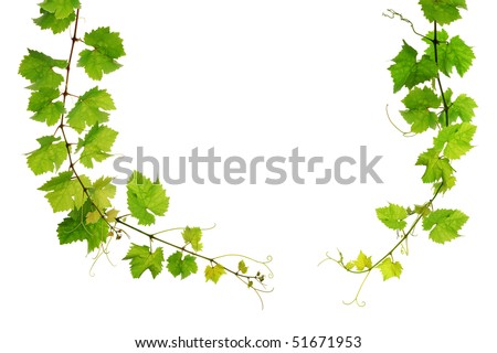 Grapevine arch border on white background