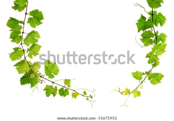 Grapevine Arch Border On White Background Stock Photo (Edit Now) 51671953