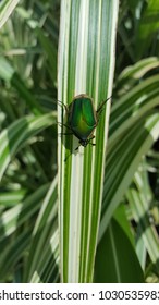 Grapevine Beetle, Junebug