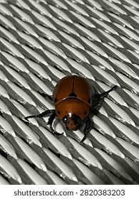 Grapevine beetle posing for the camera