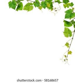 Grapevine border with fresh vine branches on white background