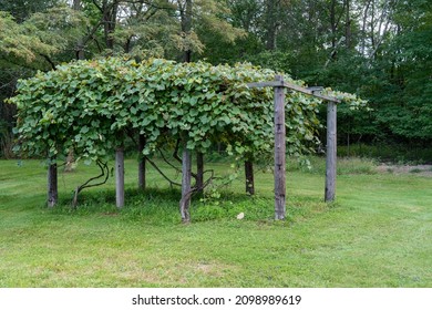 A grapevine covering an arbor in a green lawn.