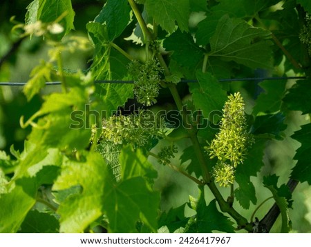 Grapevine Flowering in German Vineyard