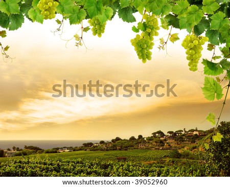 Grapevine and landscape with vineyard