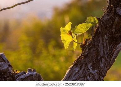 Grapevine leaf growing from an aged trunk. Stunning vineyard landscape in the evening golden hour light. Sunset through a grape plant leaves. Wuerzburg, Franconia, Bayern, Germany. Closeup, copy space - Powered by Shutterstock