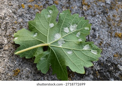 Grapevine Leaf Infested by Grapevine Eriophyid Mite (Colomerus vitis)