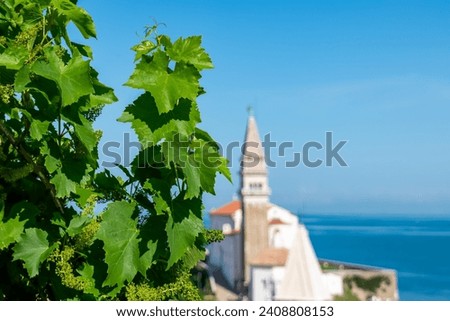 Grapevine plant with scenic view of Saint George Church in coastal town Piran, Primorska, Slovenia, Europe. Shimmering azure waters of Adriatic Sea. Tranquil Mediterranean atmosphere. Summer day