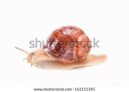 Similar – Image, Stock Photo Weinbergschnecke , Snail crawling on the grass in the garden, shallow depth of field