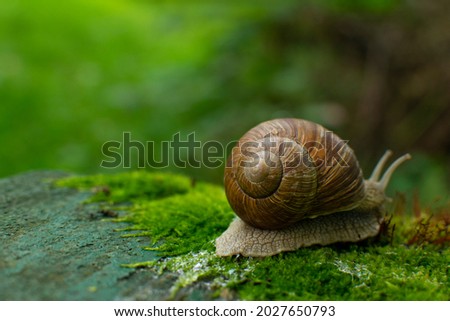 Similar – Image, Stock Photo Screw II Snail Snail shell