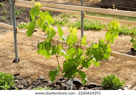 grapevine sprouts young grapes seedlings in the spring in the vegetable garden horticulture harvest agriculture farmers organic food organic, plot near the house
