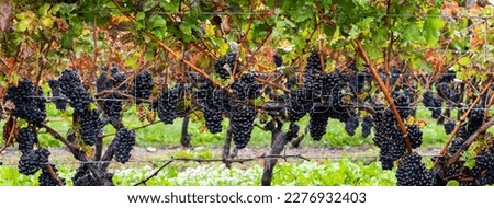 Grapevine in a vineyard on a cloudy day with ready to harvest red grapes