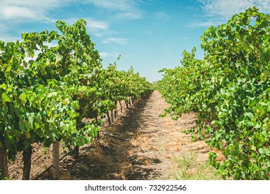 Grapevines In Barossa Valley Vineyard South Australia