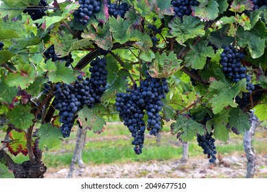 grapevines with dark violet grapes 