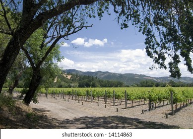 Grapevines In Napa Valley, CA