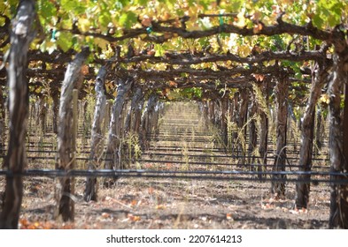 Grapevines In Napa Valley In The Fall