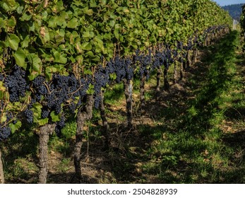 Grapevines with red grapes, Pinot Noir, Rebland, Baden-Baden, Germany, Europe - Powered by Shutterstock