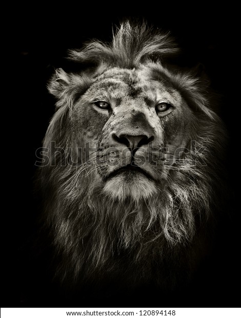 黒い背景にグラフィックな白黒のライオンのポートレート の写真素材 今すぐ編集