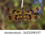 Graphic Flutterer Dragonfly in Kakadu National Park in Northern Territory in Australia
