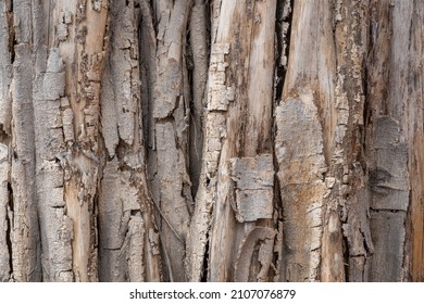 Graphic Texture Of The Bark On The Trunk Of A Dead Ficus Religiosa Aka Bodhi Tree Or Sacred Fig