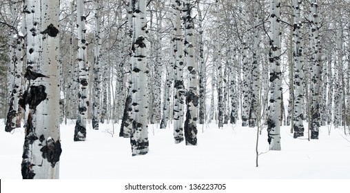 Graphic View Of Aspen Trees In Winter, Snow Covering The Ground