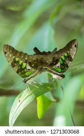 Graphium Agamemnon (Tailed Jay)