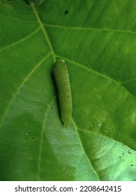 Graphium Doson Larvae On The Leaves