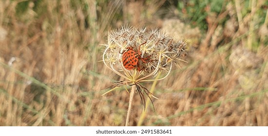 Graphosoma semipunctatum, red and black striped bug perched on a wild carrot plant (Daucus Carota) - Powered by Shutterstock