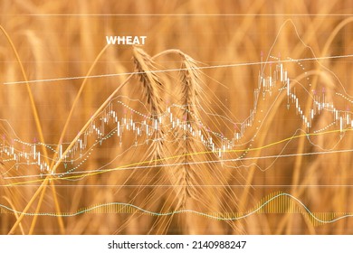 Graphs of falling production and rising prices for wheat grain. The concept of reduced production, shortage of cereals. Stock quotes. Against the background of a wheat field with ears of wheat. 