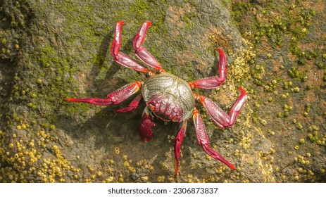 Grapsus adscensionis species of red-legged crab on the rocky shores of Gran Canaria and the Canary Islands. Red carapace and chelae, which they use for feeding on seaweed and other marine life. - Shutterstock ID 2306873837