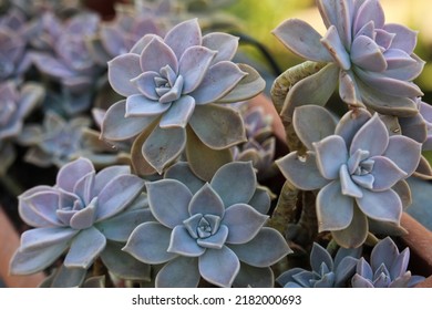 Graptopetalum paraguayense, a species of succulent plant in the jade plant family. Also known as a mother of pearl plant and ghost plant - Shutterstock ID 2182000693