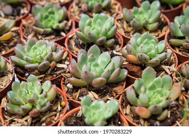 Graptoveria Bashful succulent plant, grown in a pot, placed in a nursery. - Shutterstock ID 1970283229