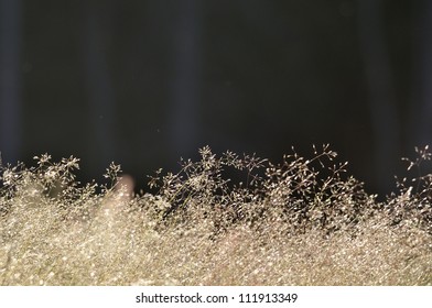 Grass