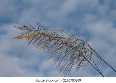 Grass flower​s​ and​ beautiful​ blue​ sky​