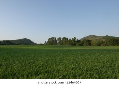 grass