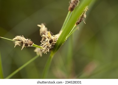 grass - Shutterstock ID 234528331