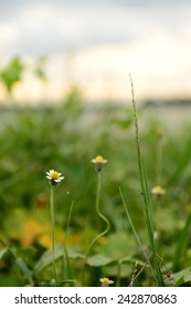 Grass