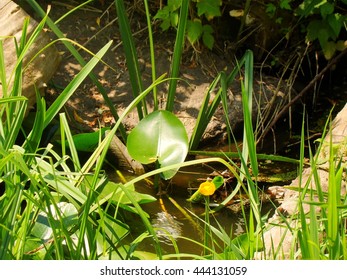 Grass