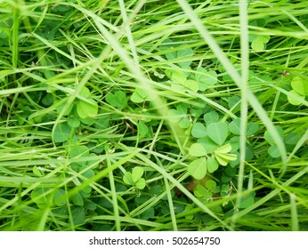 grass