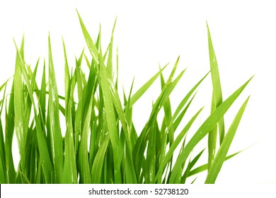 grass - Shutterstock ID 52738120
