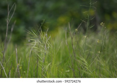 Grass
