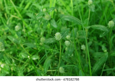grass